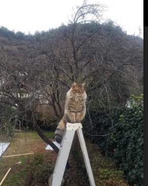 爱游戏官方-AI技术助力青少年篮球训练，实现视频分析精度提升，青少年篮球基础训练视频