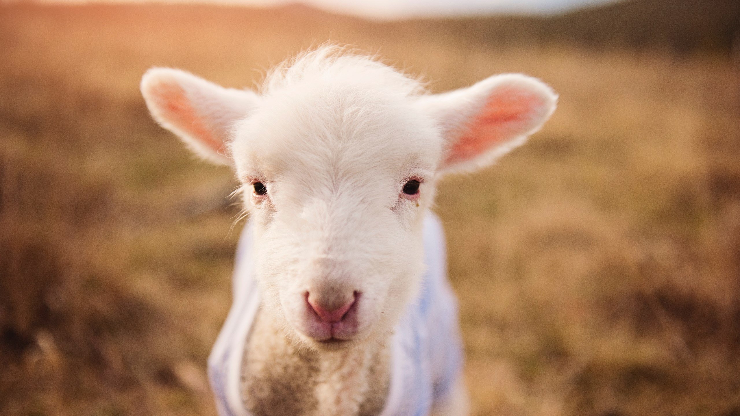 _全场焦点：精彩瞬间持续刷屏_，全场焦点的句子